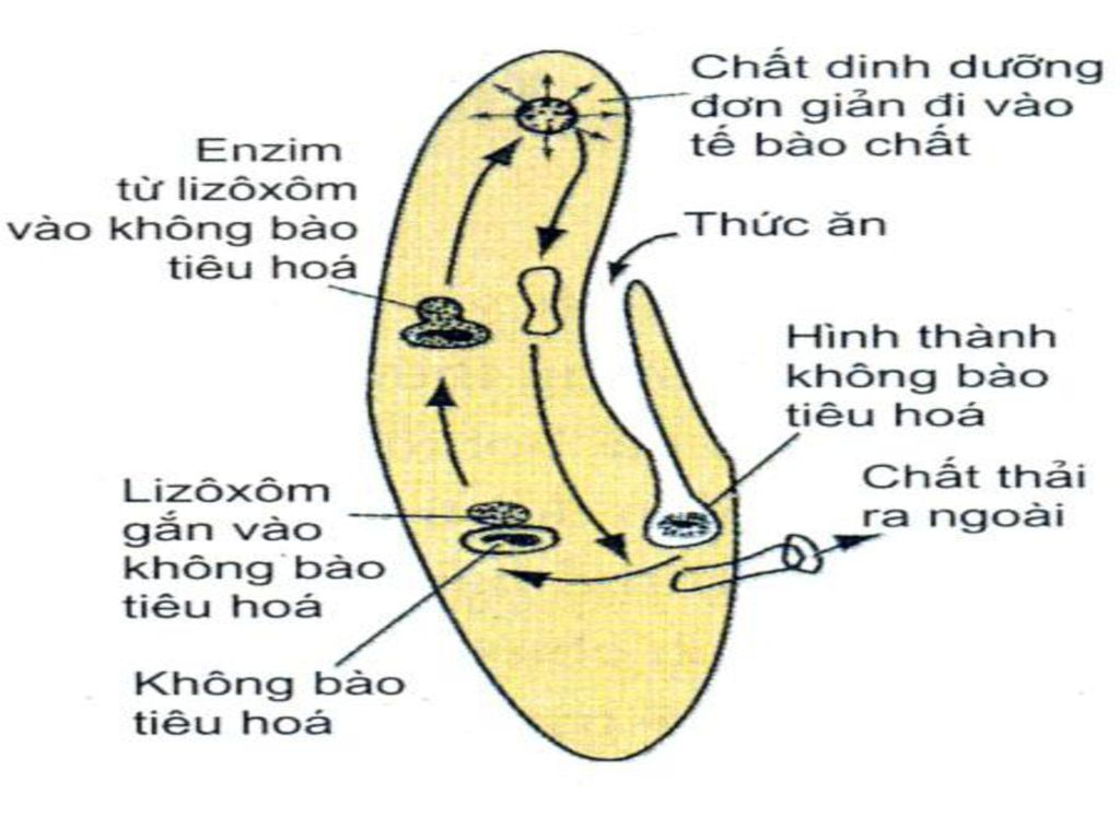 Tiêu Hóa Nội Bào