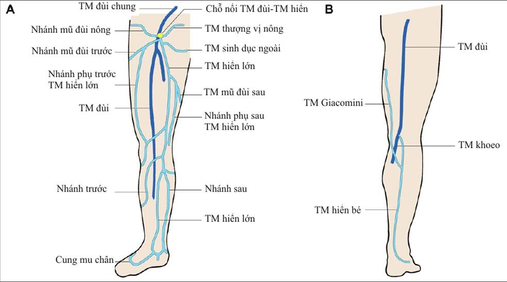 Tĩnh Mạch Chi Dưới