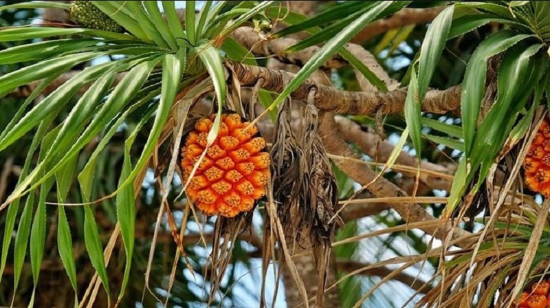 Trái Dứa Biển