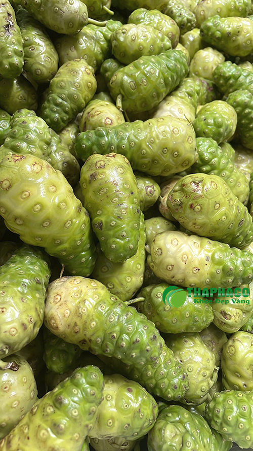 Trái Nhàu Tươi