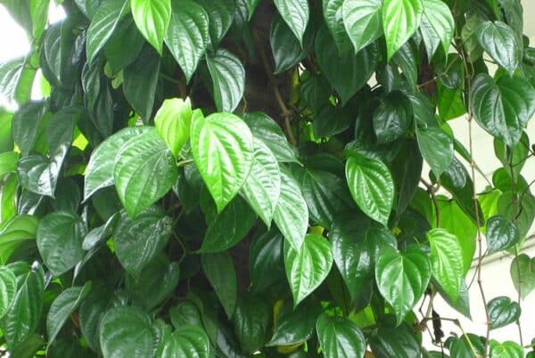 Trầu Lương Là Gì