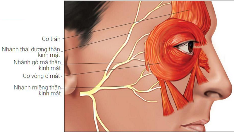 Vị Trí Hốc Mắt