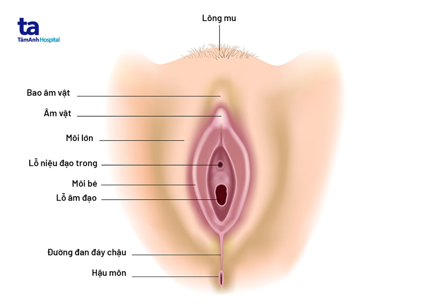 Vulva Là Gì