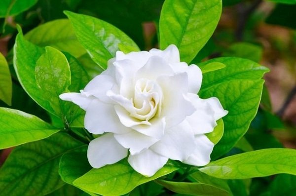 ý Nghĩa Của Hoa Nhài